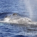 whale_humpback_h_00314_dom2357.jpg